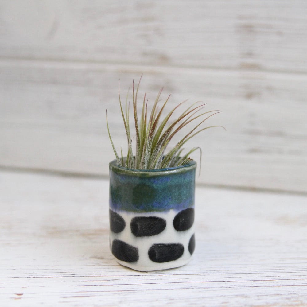 air plant holder ceramic CERAMIC SITTING AIR PLANT HOLDER WITH AIR PLANT – Dandelion Jewelry