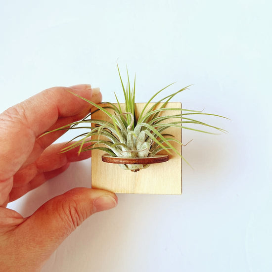 GIFT Square Mini Magnetic Geometric Plant Holder with Plant