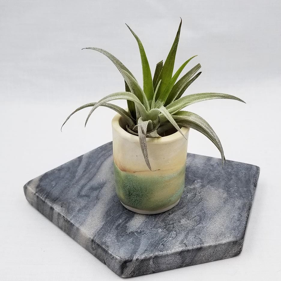 GIFT CERAMIC SITTING AIR PLANT HOLDER WITH AIR PLANT