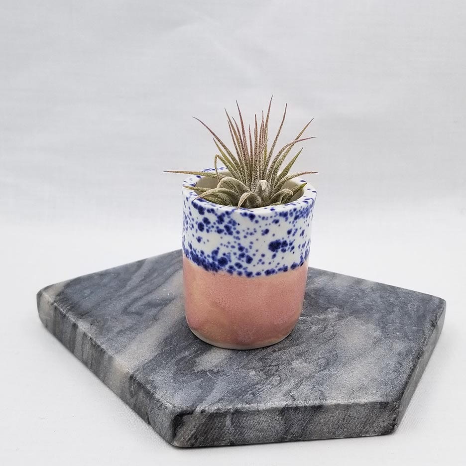 
                      
                        GIFT CERAMIC SITTING AIR PLANT HOLDER WITH AIR PLANT
                      
                    