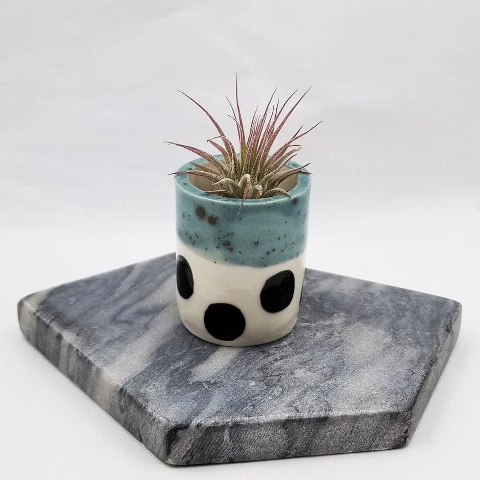 GIFT CERAMIC SITTING AIR PLANT HOLDER WITH AIR PLANT