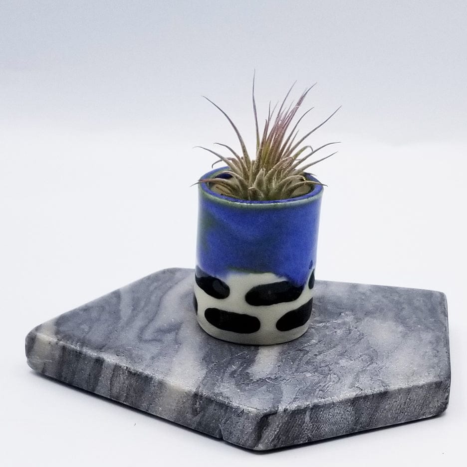 GIFT CERAMIC SITTING AIR PLANT HOLDER WITH AIR PLANT