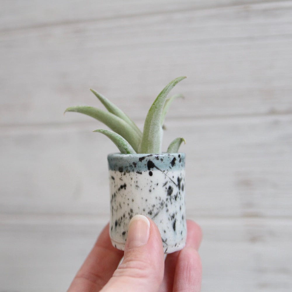 GIFT CERAMIC SITTING AIR PLANT HOLDER WITH AIR PLANT