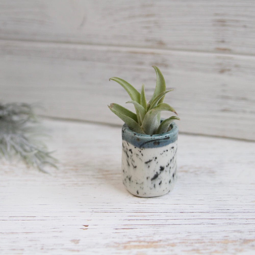 
                  
                    GIFT CERAMIC SITTING AIR PLANT HOLDER WITH AIR PLANT
                  
                