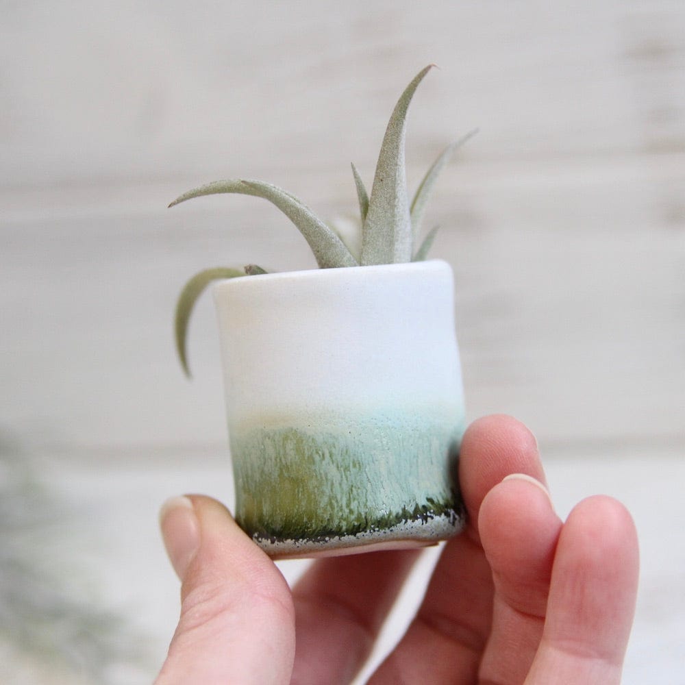 GIFT CERAMIC SITTING AIR PLANT HOLDER WITH AIR PLANT