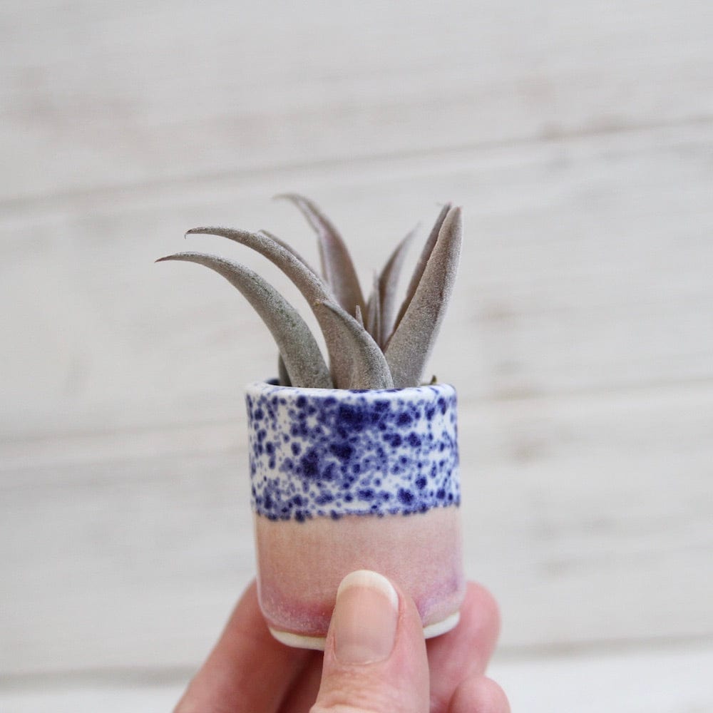 
                      
                        GIFT CERAMIC SITTING AIR PLANT HOLDER WITH AIR PLANT
                      
                    