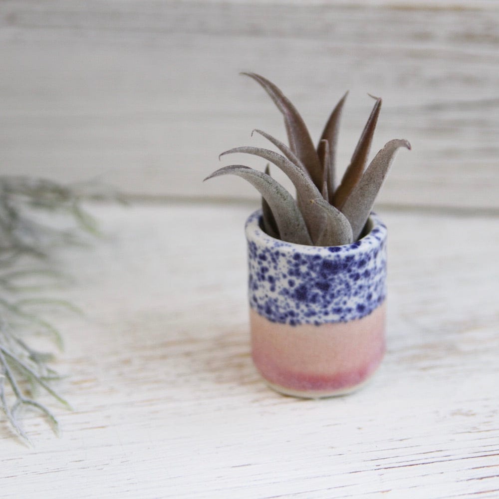 
                      
                        GIFT CERAMIC SITTING AIR PLANT HOLDER WITH AIR PLANT
                      
                    