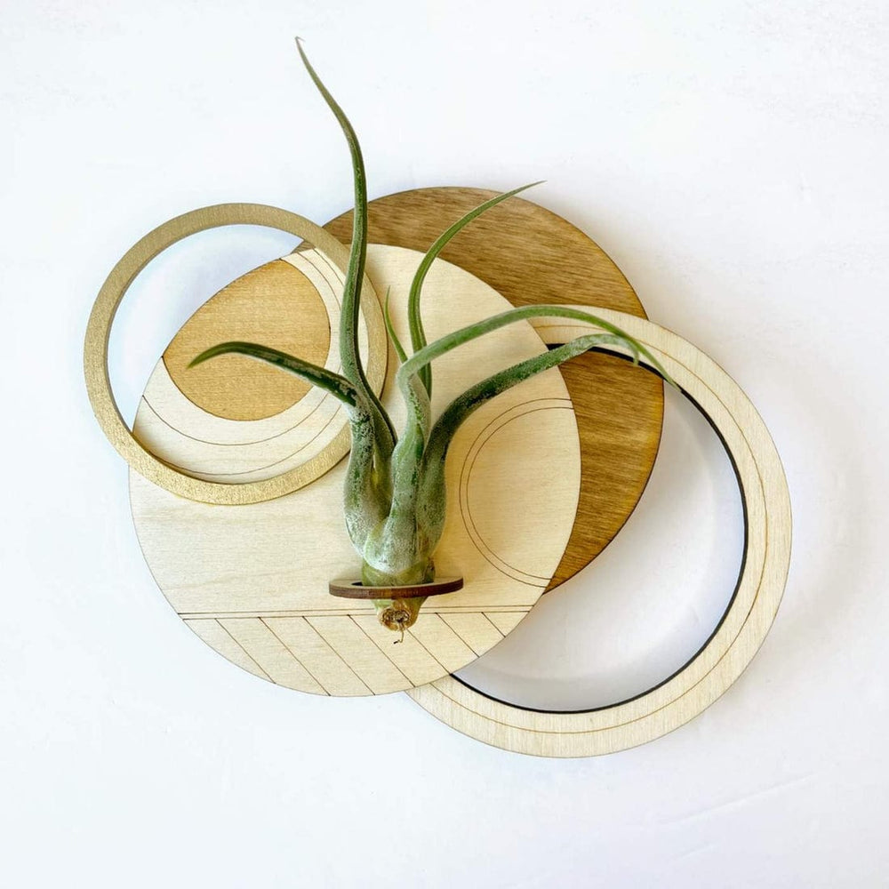 GIFT Geometric Plant Holder with Plant - Circle Design 3