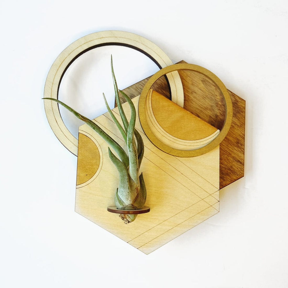 
                      
                        GIFT Geometric Plant Holder with Plant - Hexagon Design 2
                      
                    