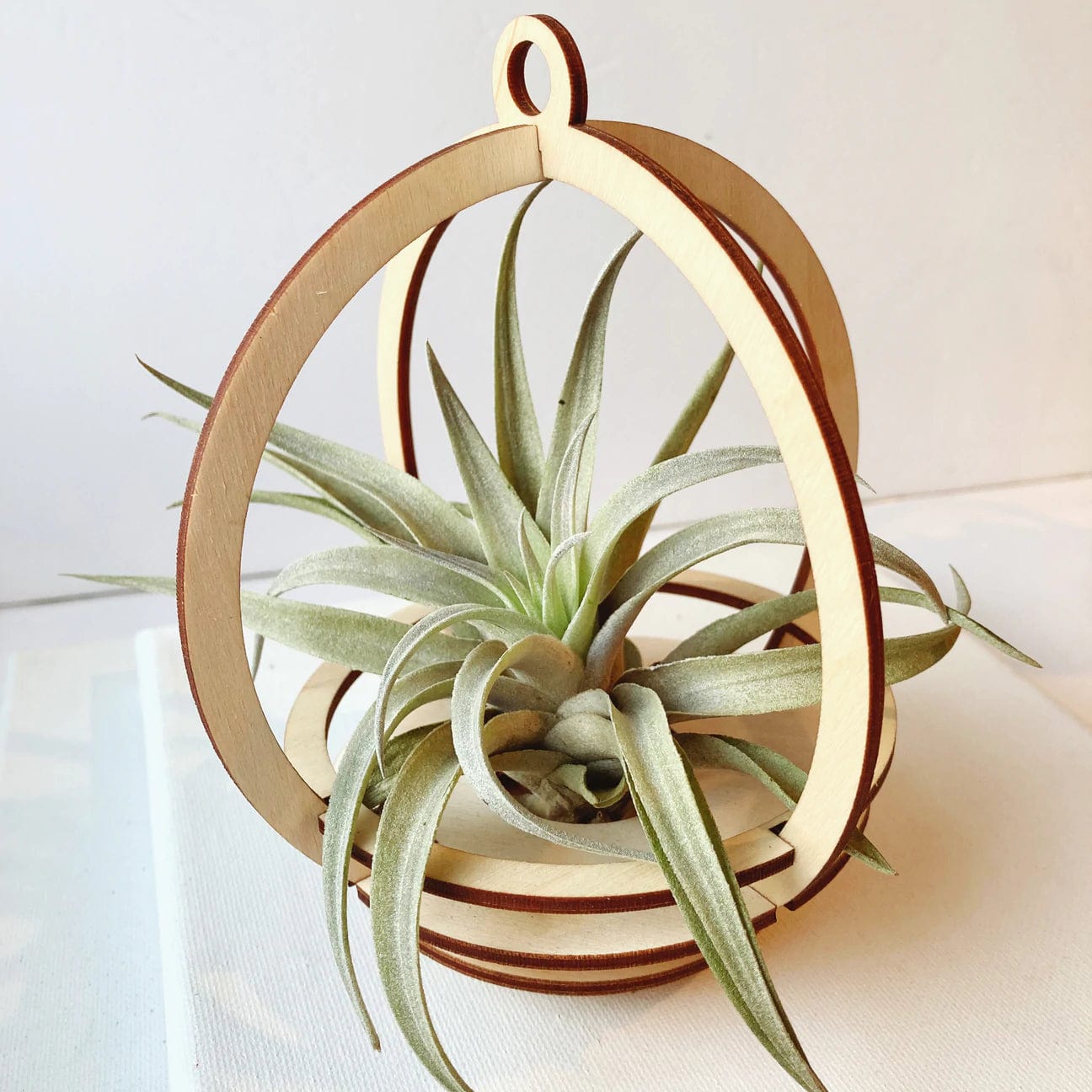 GIFT Large Orbit Air Plant Holder with Base and Plant