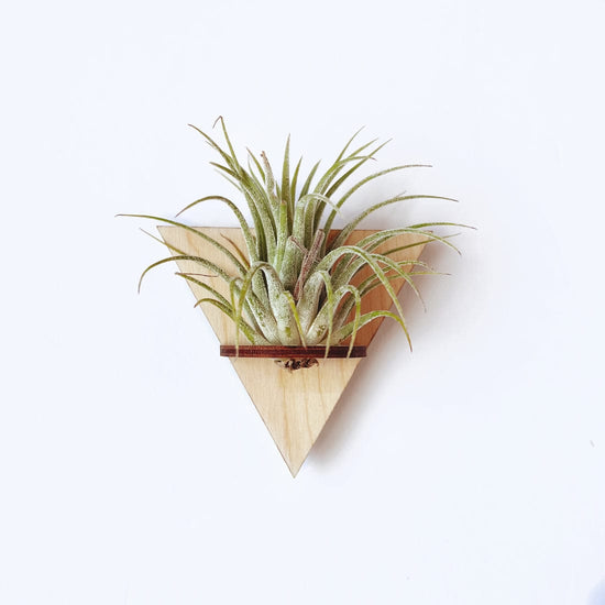 GIFT Triangle Mini Magnetic Geometric Plant Holder with Plant