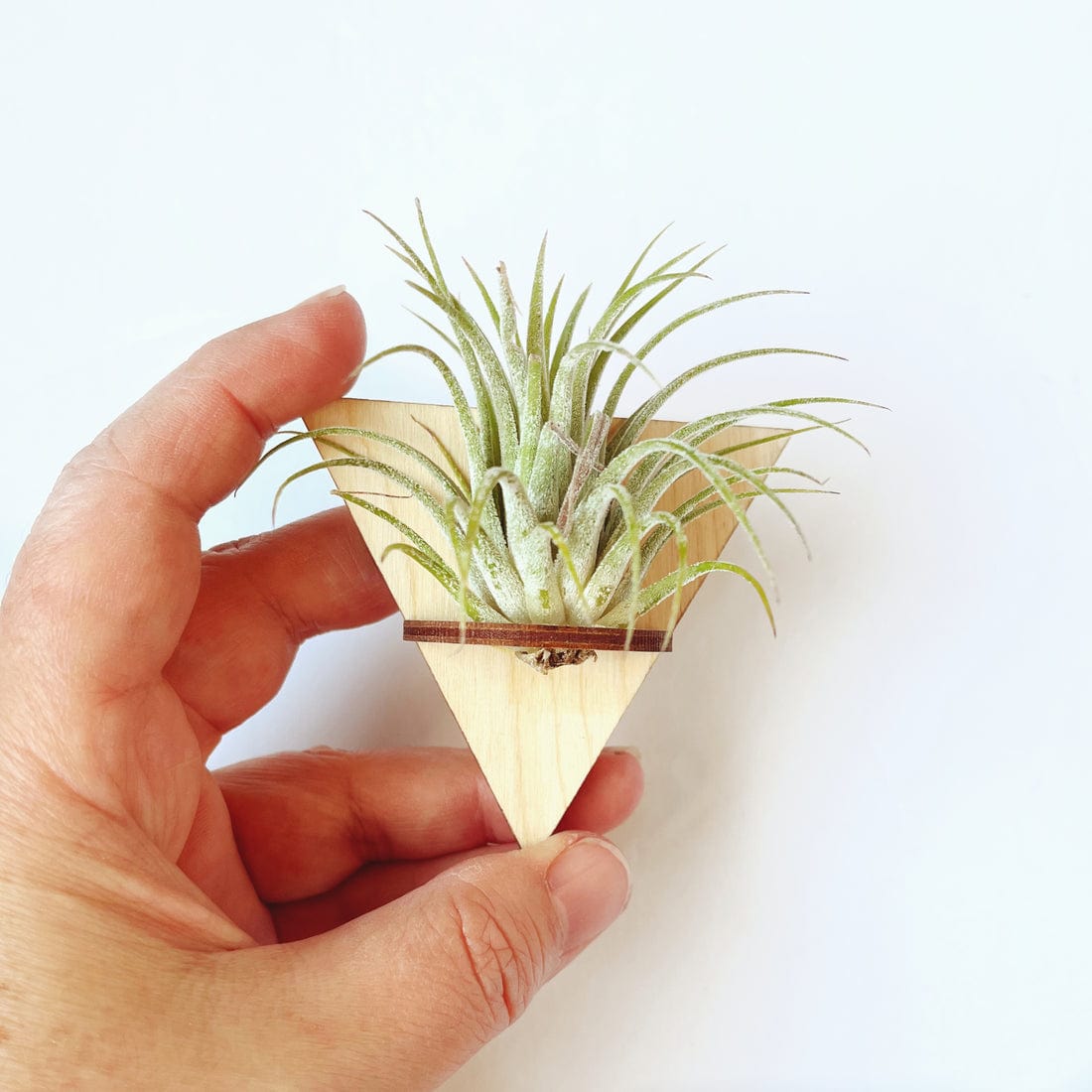 GIFT Triangle Mini Magnetic Geometric Plant Holder with Plant